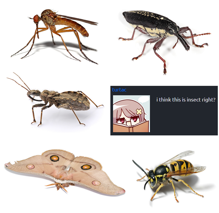 Insects.png