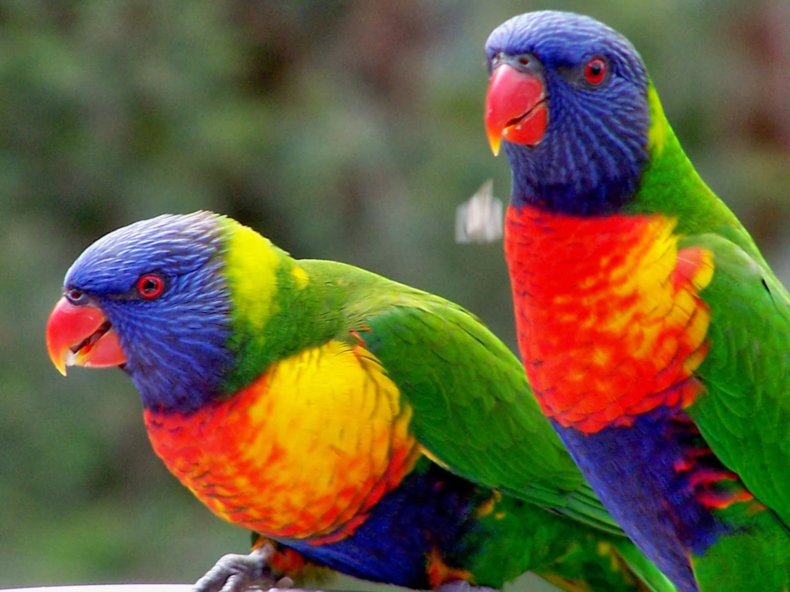 lorikeets.jpg