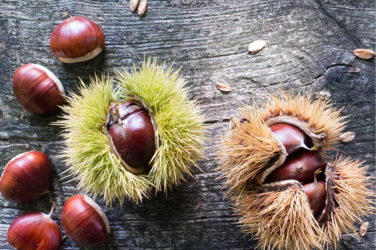chestnut-burr.jpg