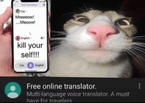 cat-to-english-translator.gif