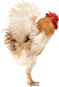 cock_PNG10.png