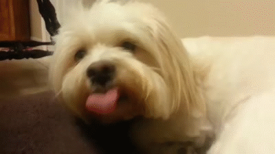 Cute Funny Puppy Licking the Air :-) on Make a GIF