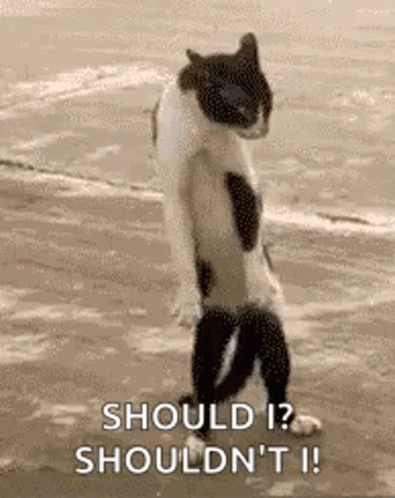 funny-animals-funny-cat.gif