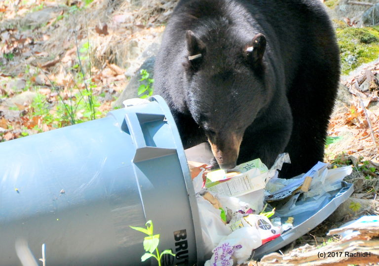 Bear-at-garbage-can-768x539.jpg