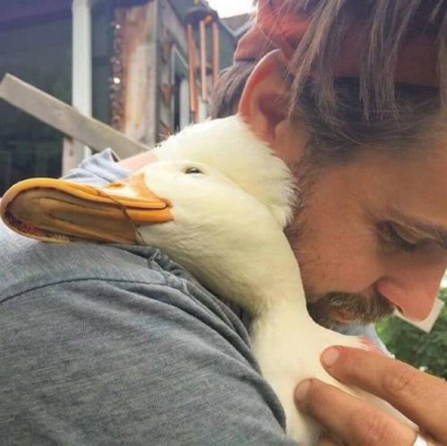 Snuggle-Duck.jpg