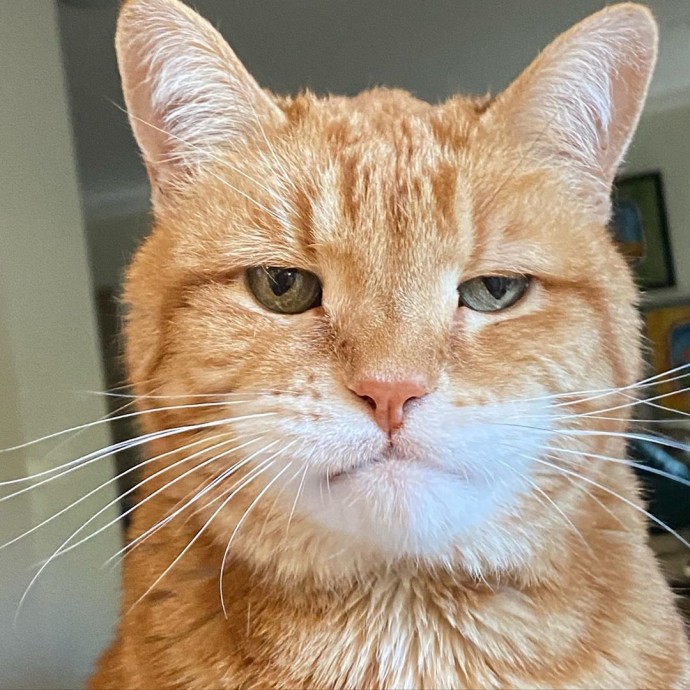 meet-marley-the-permanently-disappointed-cat-who-looks-like-he-is-judging-your-poor-life-choices-03.jpg