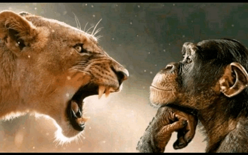 monkey-and-lion-monkey-meme.gif