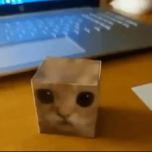 cat-box.gif