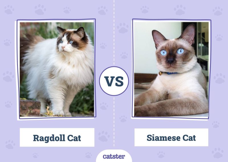 Ragdoll-vs-Siamese-cat-2024-800x571.jpg