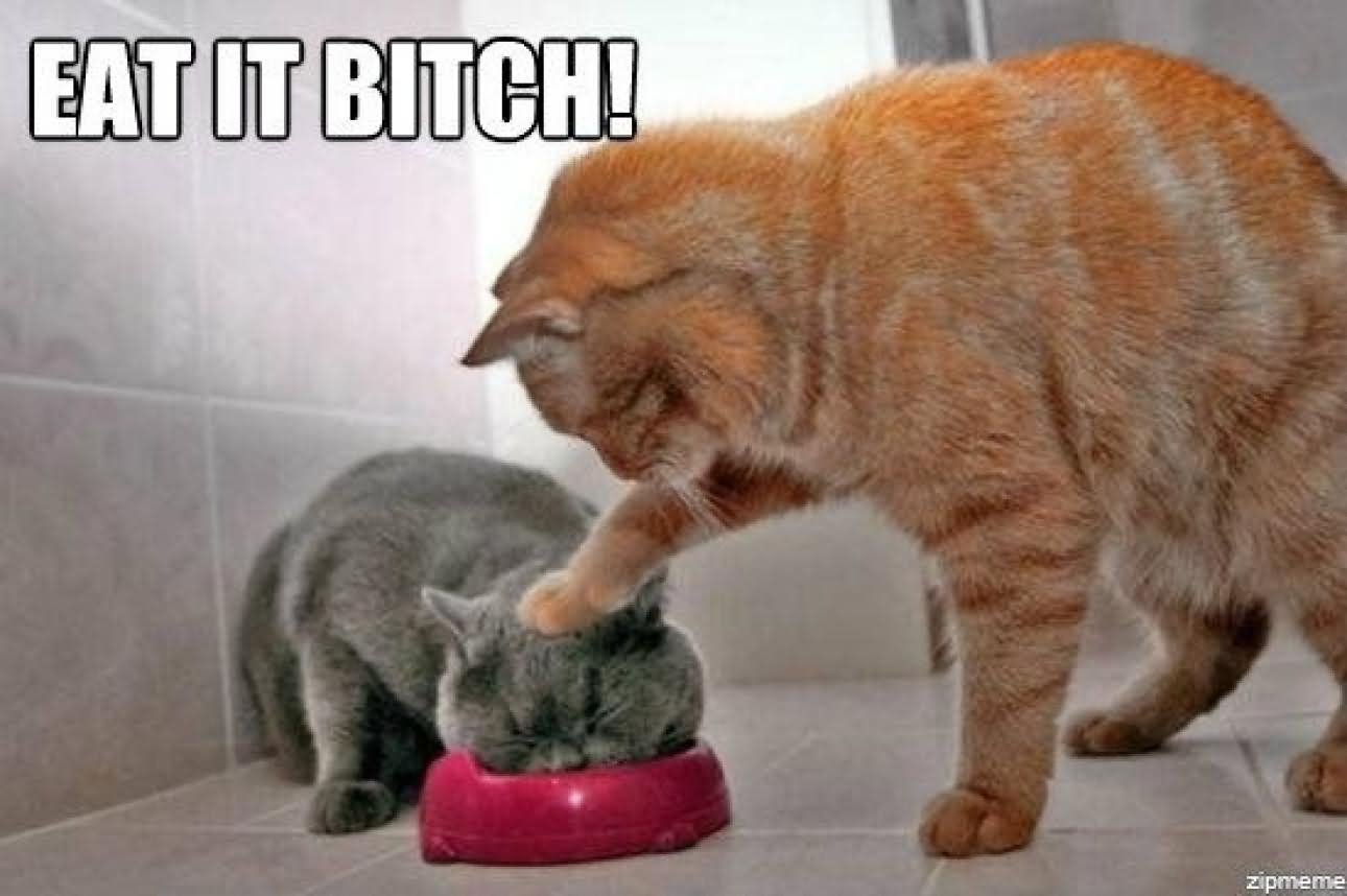 Eat-It-Bitch-Funny-Cat-Meme-Picture-For-Facebook.jpg