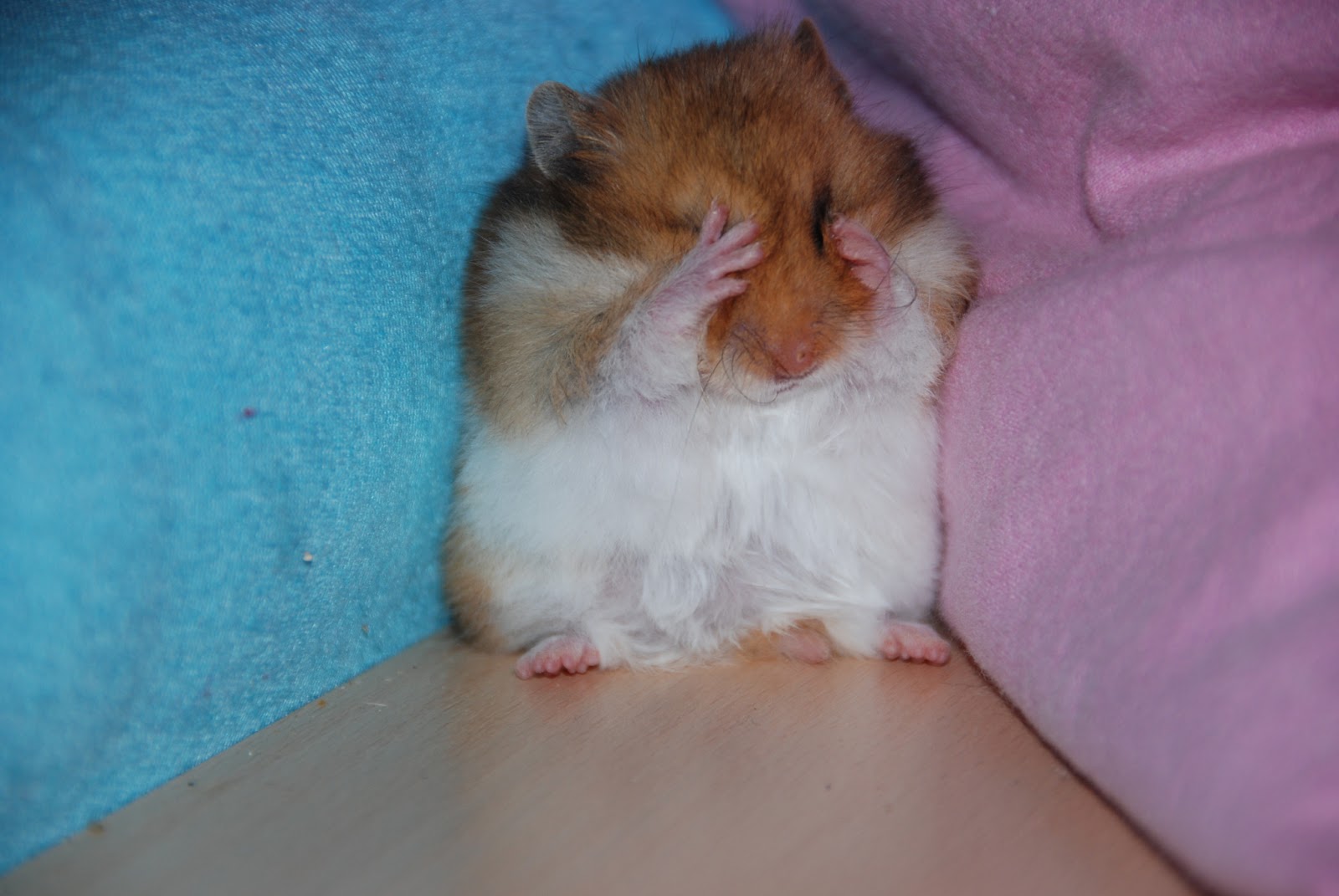 sad-hamster.jpg