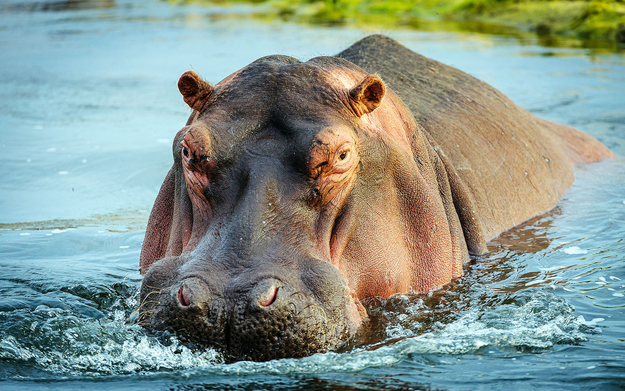Hippopotamus_Hippopotamus-amphibius_25medium.jpg