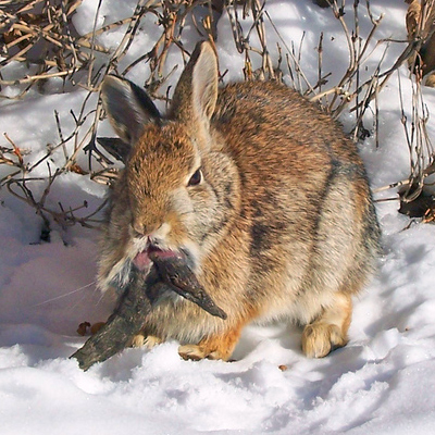 Rabbit_shopes_papilloma_virus_3.jpg