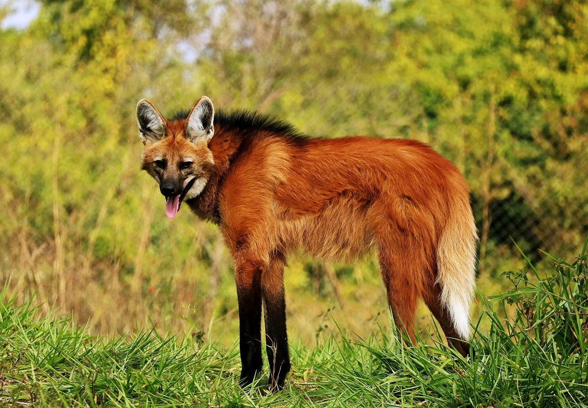 O lobo-guará Canelinha completa um ano livre - Fauna News