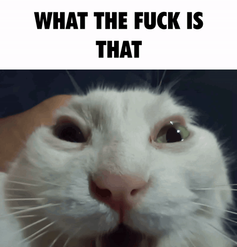 cat-meme-caption.gif