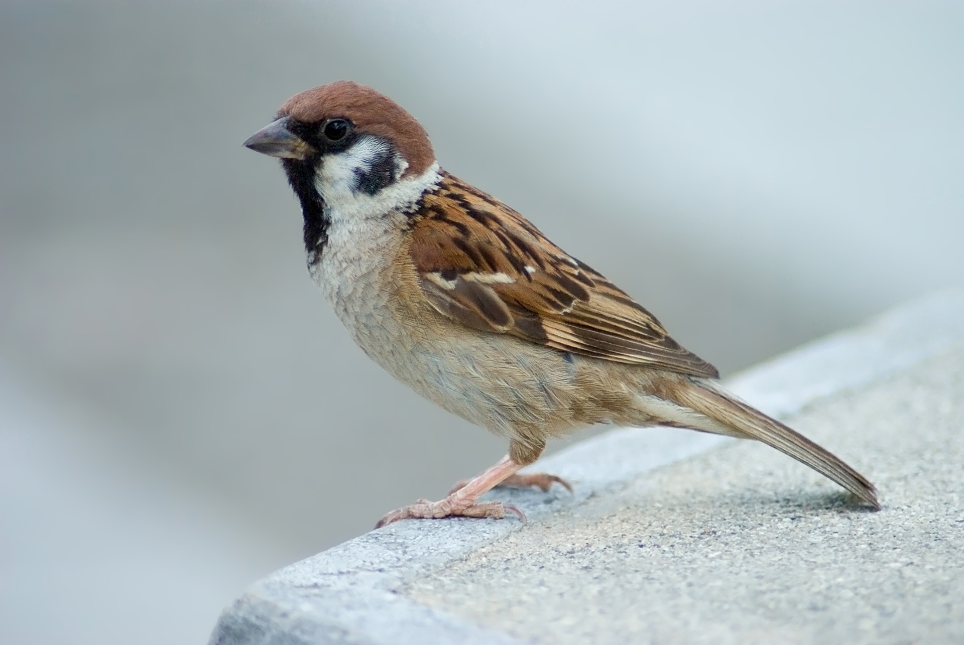 Tree_Sparrow_Japan_Flip.jpg