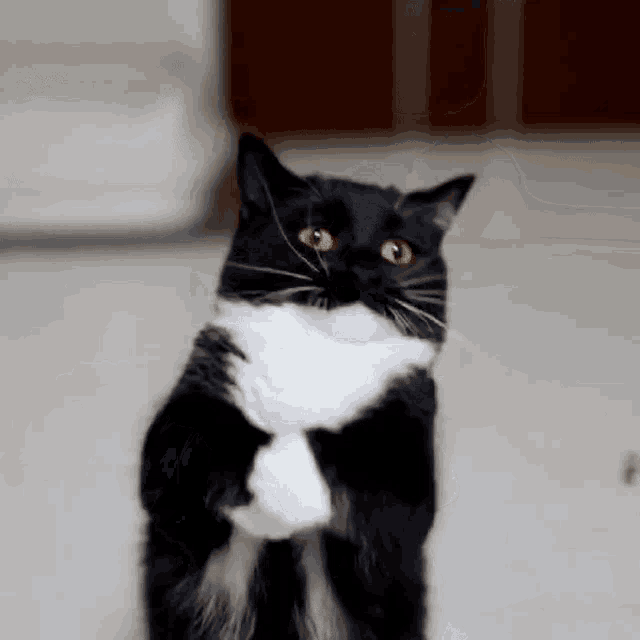 uni-cat.gif