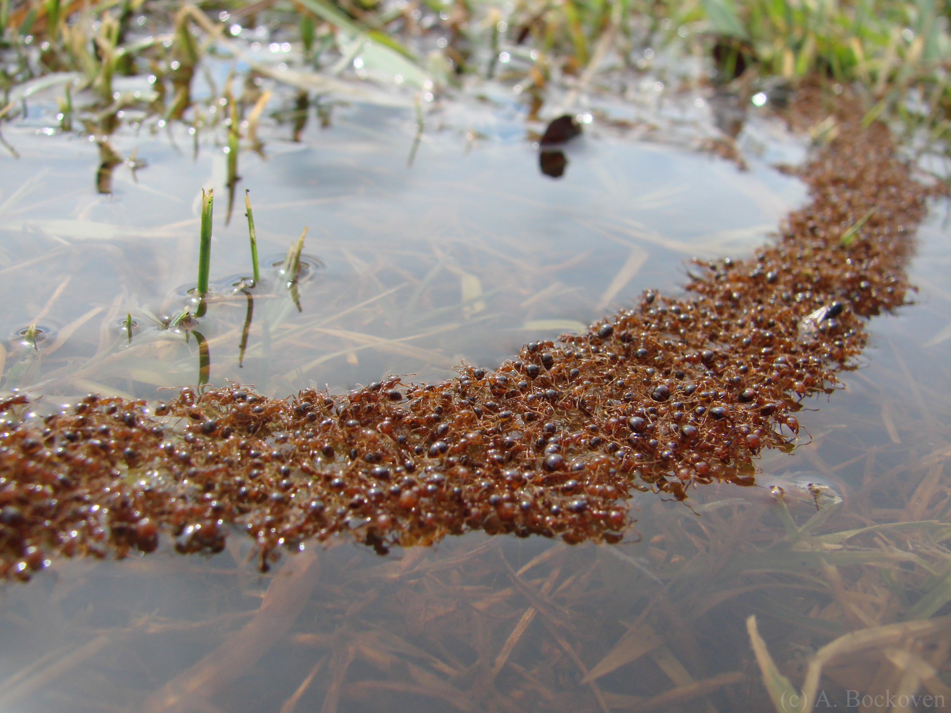 fire_ant_curved_raft_float_bridge.jpg