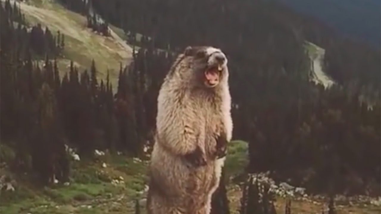 Screaming-Marmot-meme-2.jpg