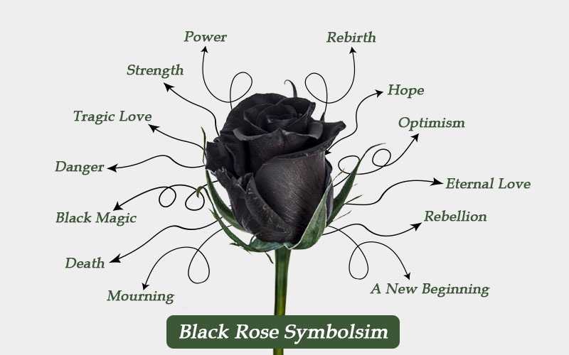 Black-Rose-Symbolism.jpg