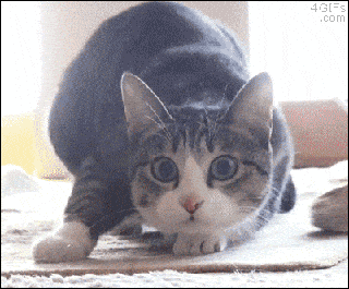 xXT2jiW.gif