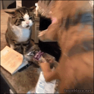 v7n4wi.gif
