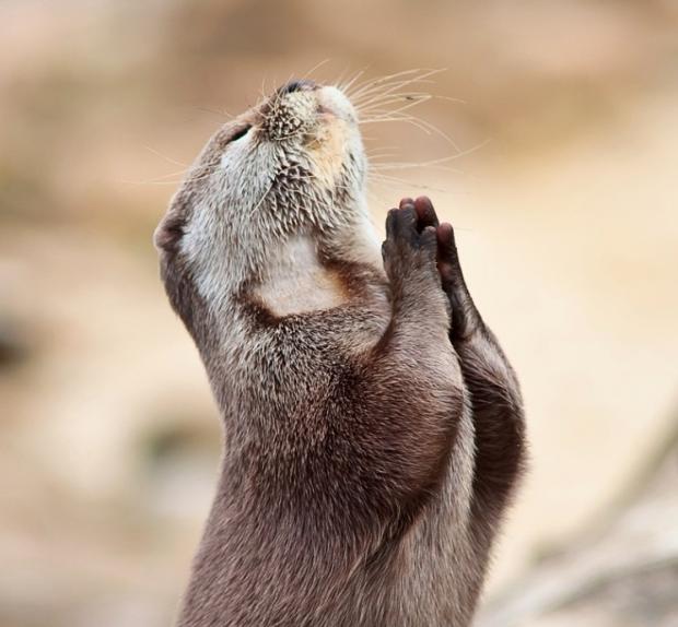 animal-praying-meme-9.jpg