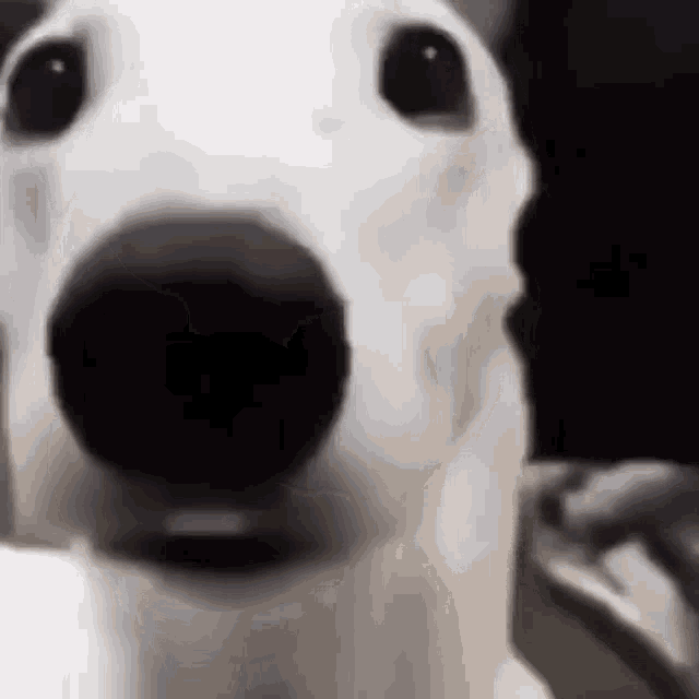 white-dog-shaking.gif