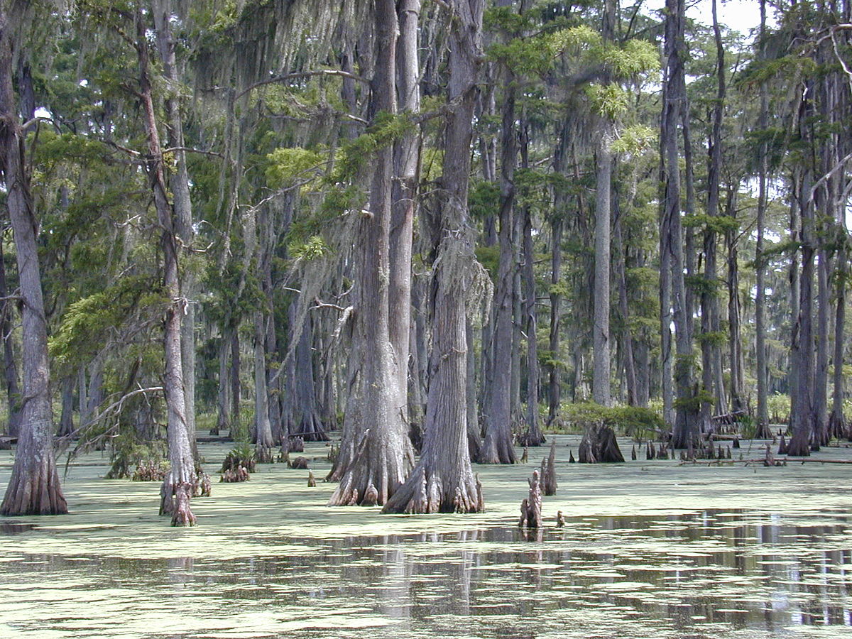 1200px-Cypresses.jpg