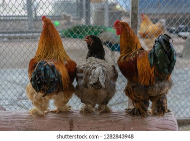 two-fluffy-roosters-hen-on-260nw-1282843948.jpg