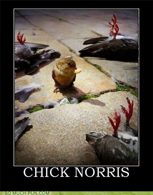 chicken-chuck-norris-cute-puns-3930850304