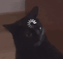 livasmol-loading-cat.gif