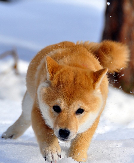 pictures-of-cute-baby-animals-01.jpg