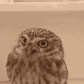 owl-funny-animals.gif