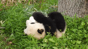 roll-panda.gif