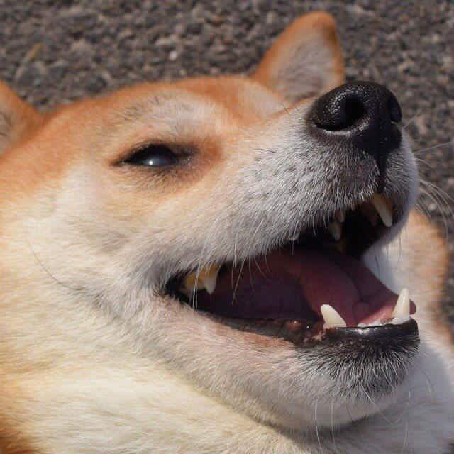 happy-doggo-57b1df2fb27db.jpeg