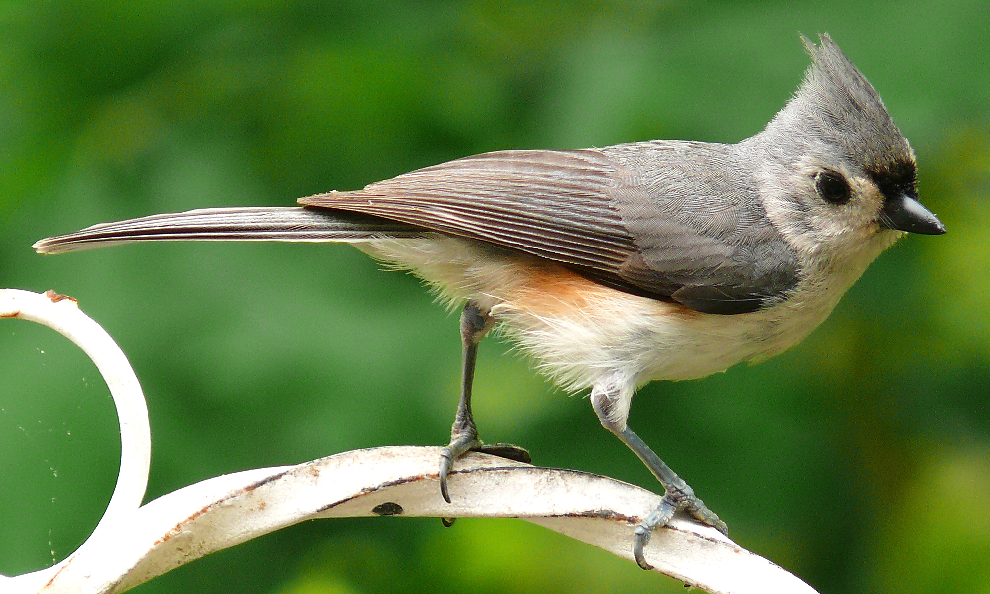 Tufted_Titmouse-27527-2.jpg