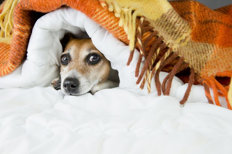 __opt__aboutcom__coeus__resources__content_migration__mnn__images__2015__07__dog-hiding-under-blankets-94bc74a267ba4244b591bbf886738f23.jpg