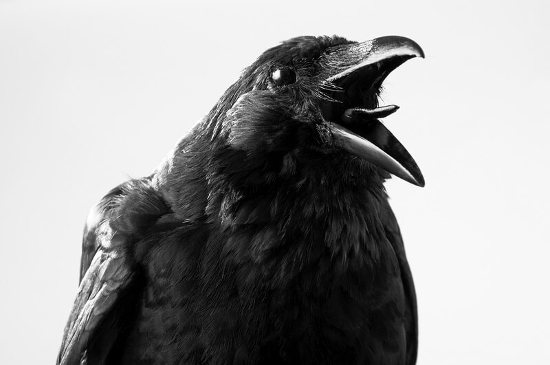 cawing-crow.jpg