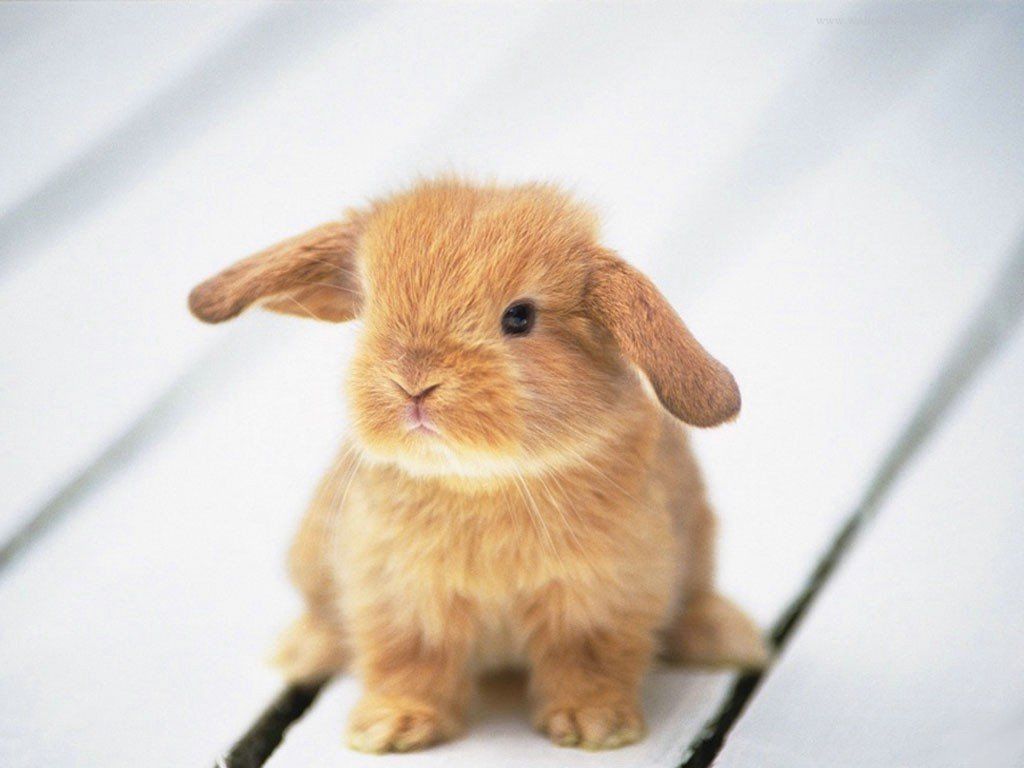bunny.jpg