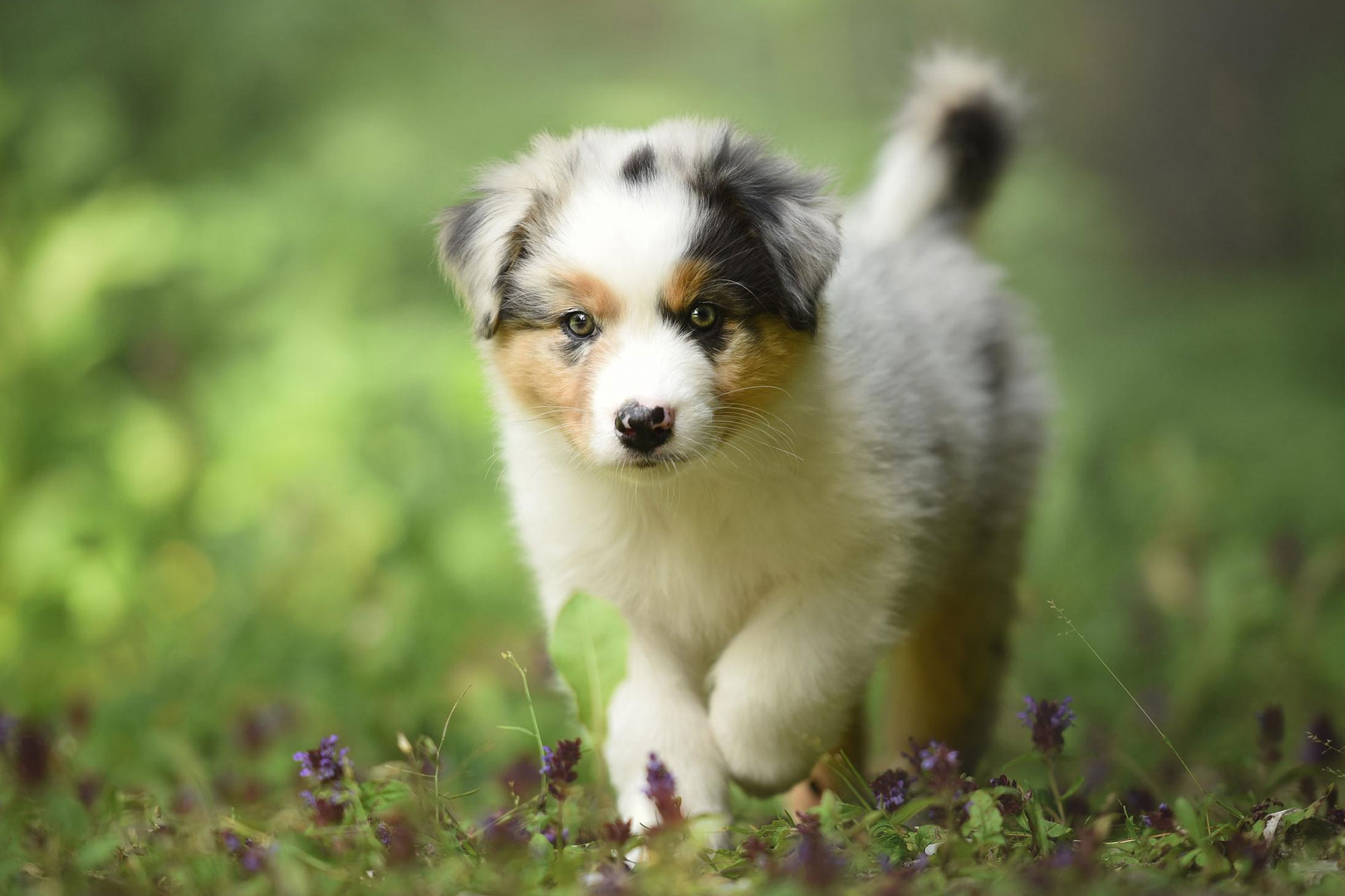 235430-2000x1332-australian-shepherd-puppy.jpg