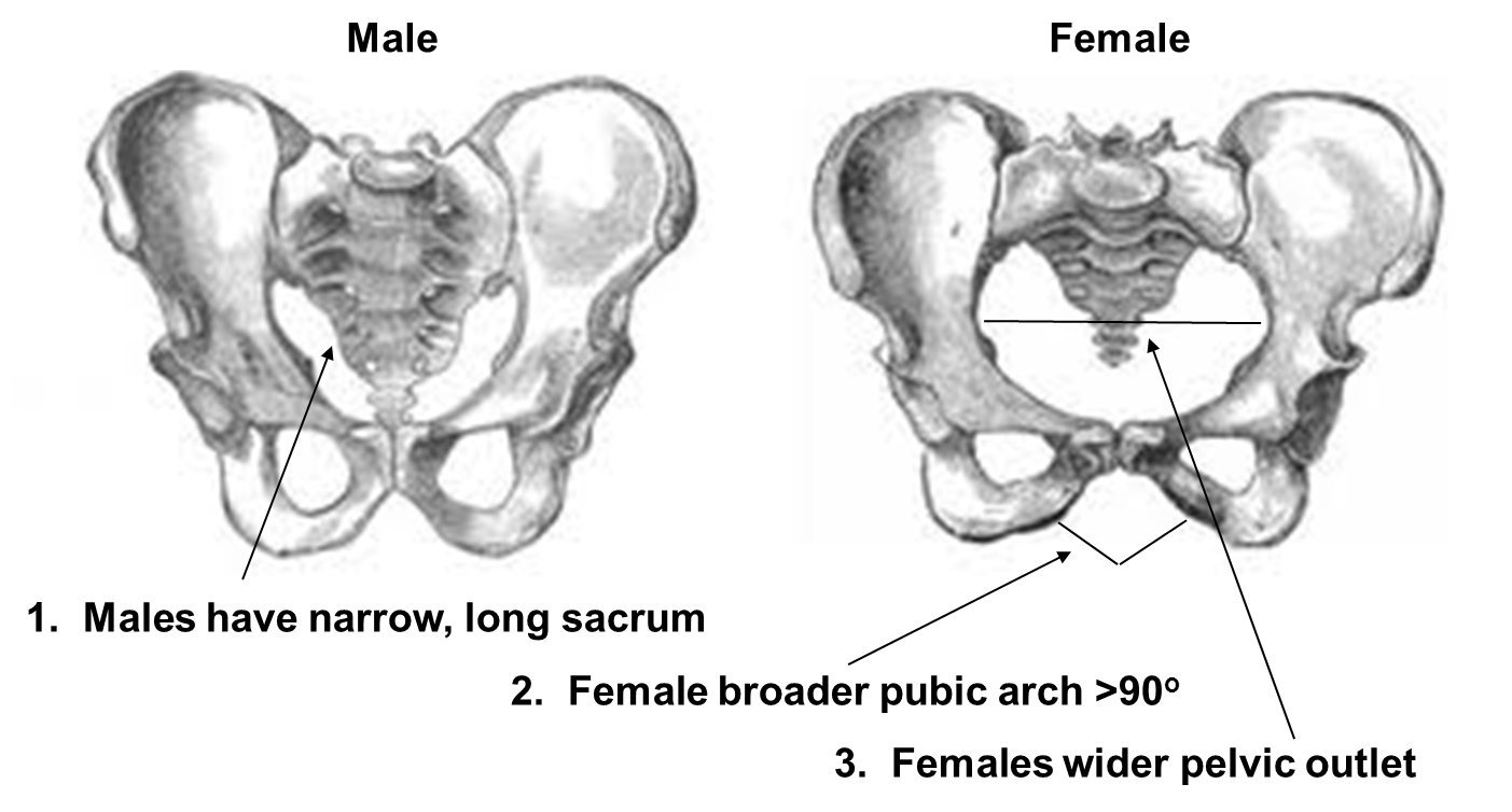 male%20and%20female%20pelvis.png