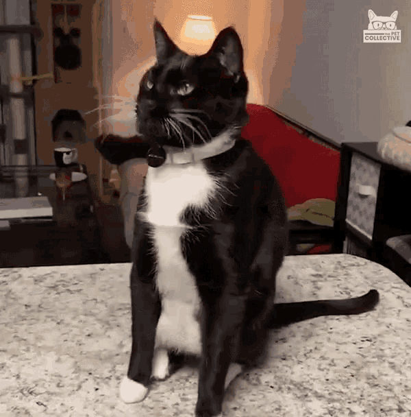 cheese-challenge-cat.gif