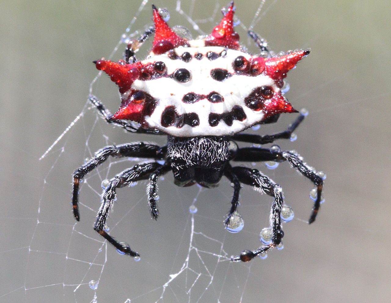 1280px-Spiny_backed_orbweaver_spider.jpg