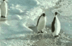 penguin.gif