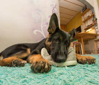 dog-chewing-shoes-istock-000049914060-medium-335.jpg