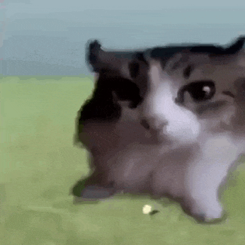 cat-explode.gif