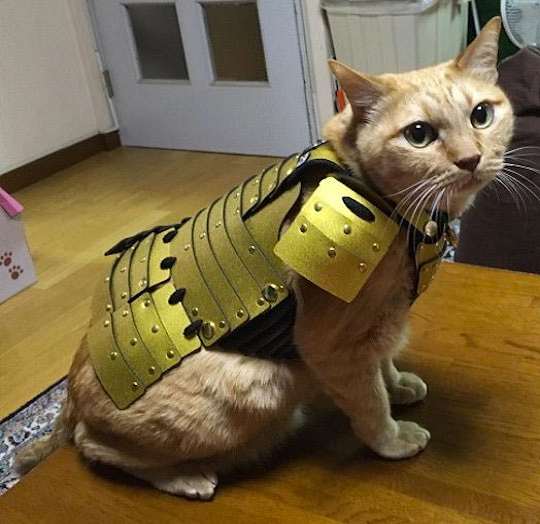 samurai-pet-armor-for-cats-27526.jpg