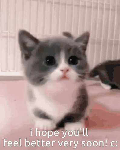 get-well-soon-cat.gif