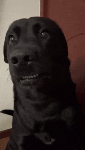 tiktok-dog-awkward-dog.gif